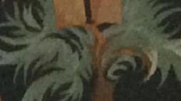 img arvore