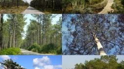 pinhal